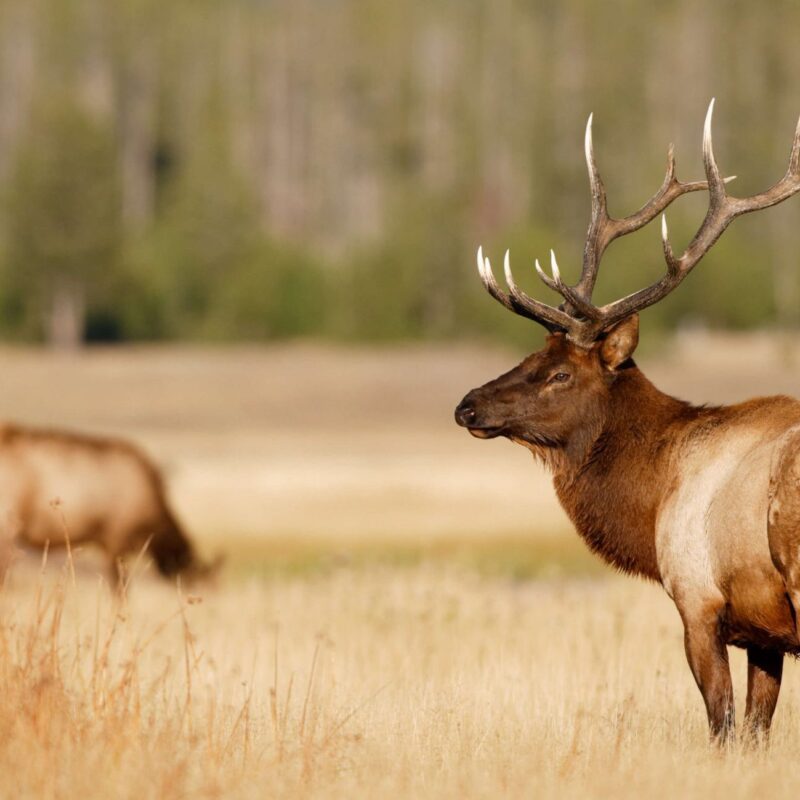 Elk grazing in a farmer's field