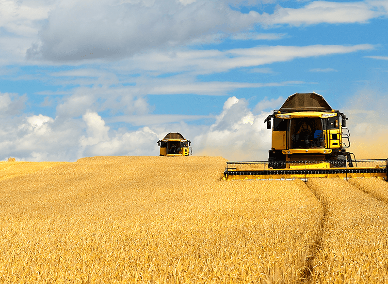 A combine harvester is working in the field