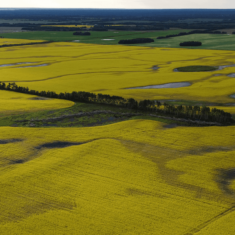 Canola fields at Casson Farms