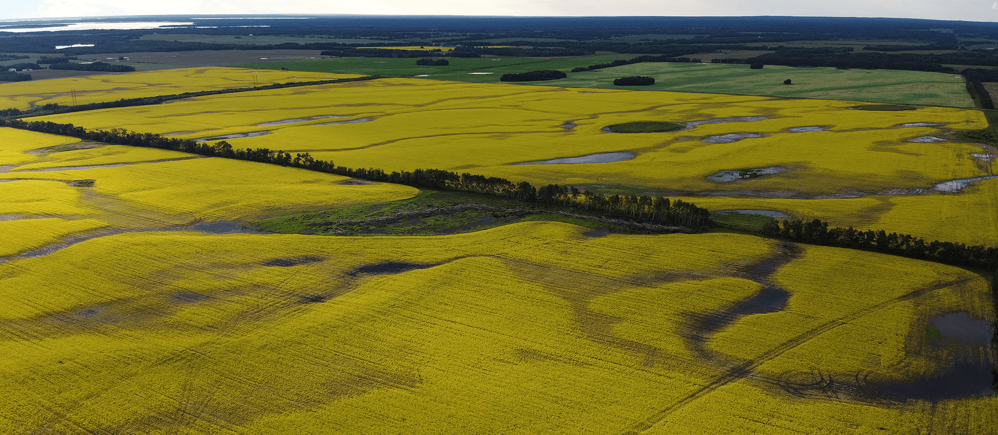 Case Study: Measuring Yield-Limiting Field Characteristics with a Yield Monitor