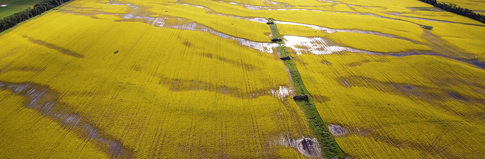 Canola fields at Casson Farms