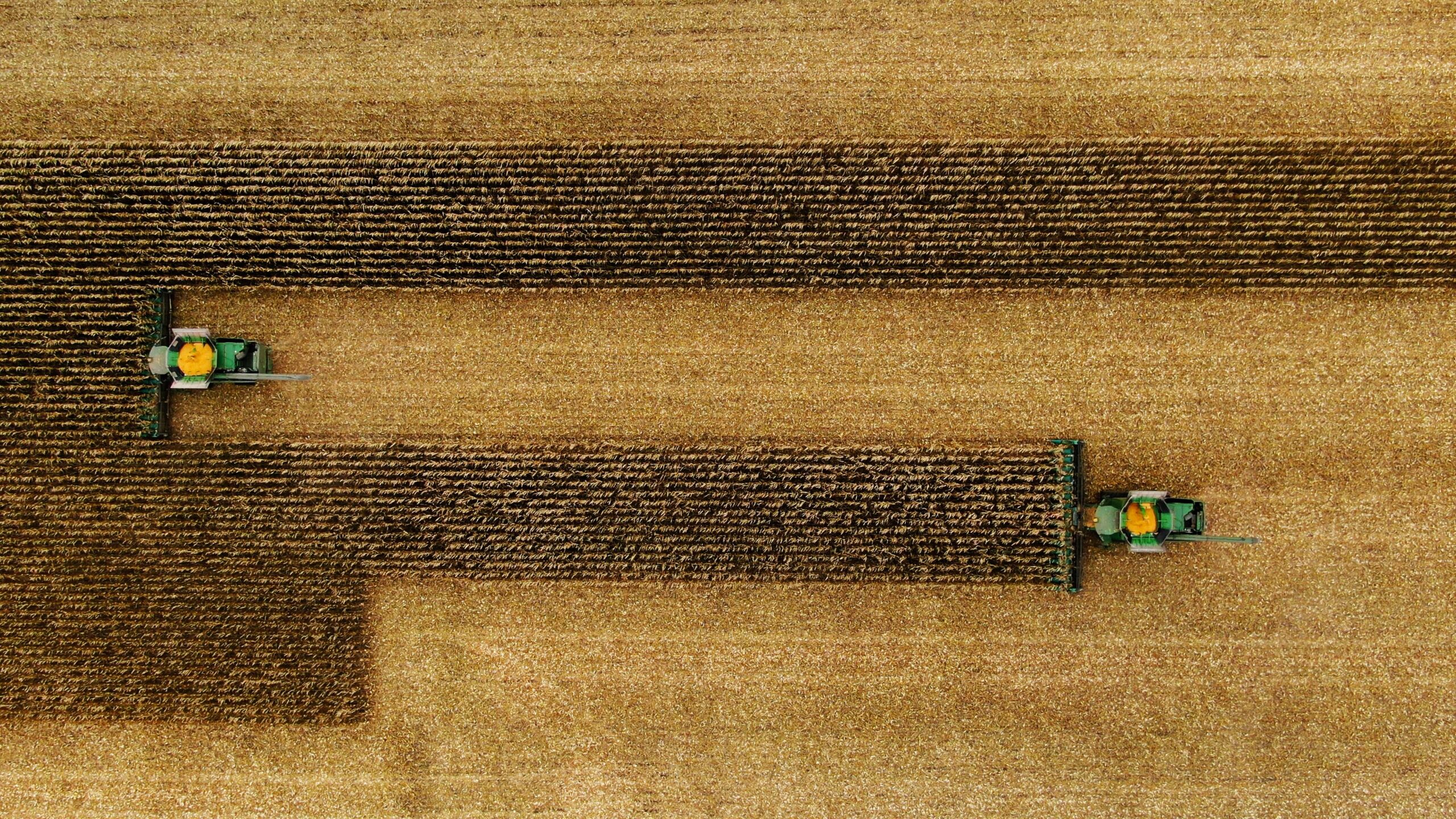 Kernel Combine harvesters in a field
