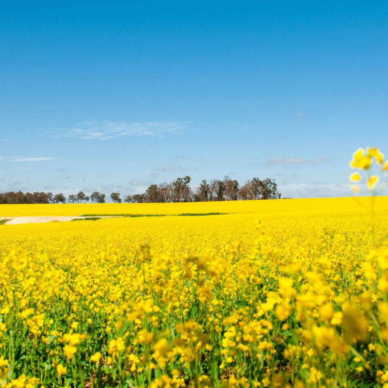 Canola-crop